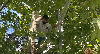Ağaca çıkan şahıs kelepçelenip hastaneye gitmek istedi