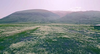 Ağrı Dağı etekleri, mor ve beyaza büründü