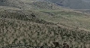 Ağrı'da arazide dolaşan 2 ayı kameralara yansıdı