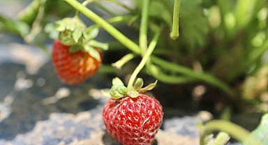 Ağrı'da çilek yetişmez denildi, 1 yılda 200 ton verim alındı