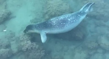 Akdeniz foku sahil kenarında kendini gösterdi