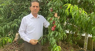 Akdeniz meyve sineğinin popülasyonu artabilir, önlemler alınmalı