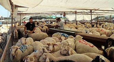 Akdeniz'de kurban kesim ve satış yerleri hazırlanıyor