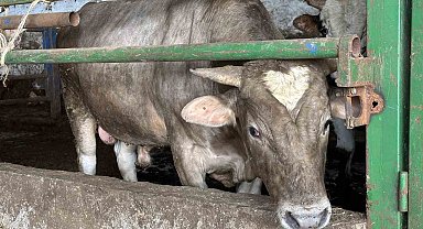 Alnında kalp şekli olan dana görenleri şaşırtıyor
