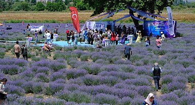 Altıeylül lavanta günleri başladı