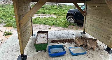 Altıntaş'ta sokak hayvanları için besleme alanı