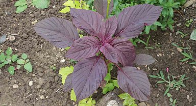 Amarant bitkisi hayvanlara yem, insanlara şifa, çölyak hastalarına gıda oluyor