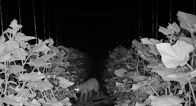 Amasya'da köylülerin kabusu olan çakal fotokapanda: "Çakal kardeş yakamızı bırak"