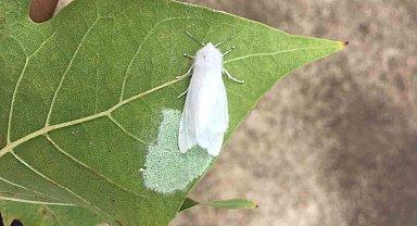 Amerikan Beyaz Kelebeği uyarısı