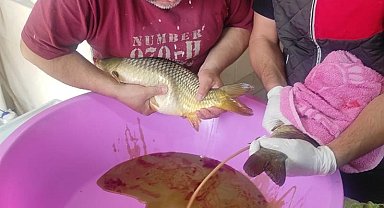 Anaç pullu sazan balıklarının sağımları başladı