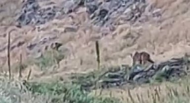 Anne ayı, yavrularını 2 erkek ayıya karşı korudu