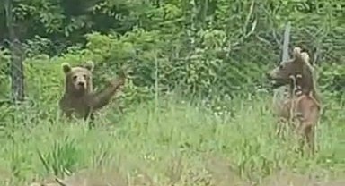 Anne ve 2 yavru ayı yiyecek ararken görüntülendi