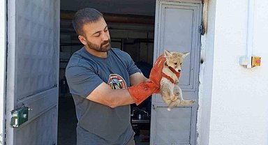 Annesini kaybeden yavru tilki, doğa korumaya emanet