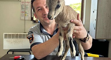 Annesini kaybeden yavru yaban keçisi güvenlik kulübesine sığındı
