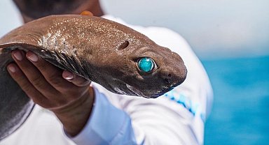 Antalya açıklarında balıkçının 400 metre derindeki oltasına 'ışık saçan' köpek balığı takıldı