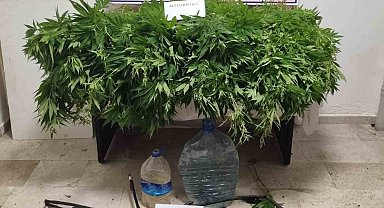 Antalya'da 2 bin 535 kök kenevir ele geçirildi