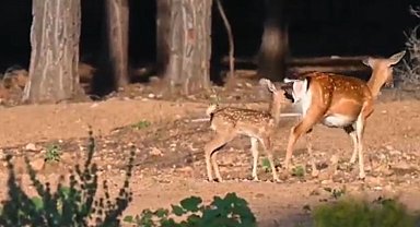 Antalya'da 2023 yılının ilk alageyik yavruları görüntülendi