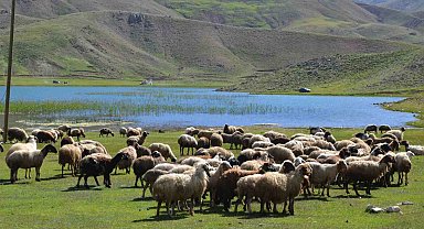 Antalya'da Yörükler yaylalara yerleşmeye başladı