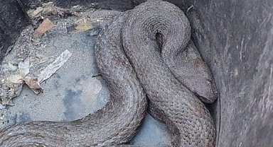 Araç içerisinde sıkışan dev yılan, ekipler tarafından kurtarıldı