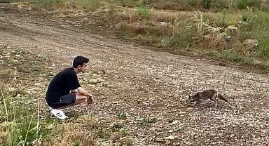 Araçtan börek kabının kapağını çalıp kaçan tilki, börek teklifiyle geri döndü