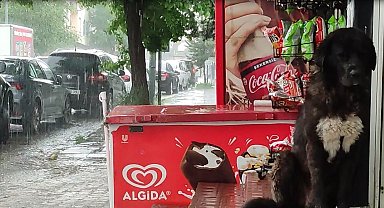 Ardahan'da etkili olan sağanak, hayatı olumsuz etkiliyor