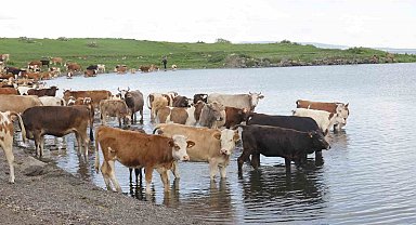 Ardahan'da şap alarmı