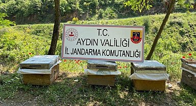 Arı kovanı hırsızları yakalandı
