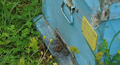 Arıların kabusu olan 'arı kuşları' kovanlara saldırdı