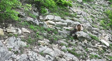 Artvin'de anne ayı yavrusunu emzirirken kameralara takıldı