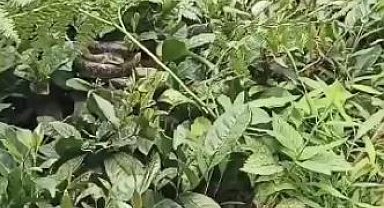 Artvin'de çay üreticinin kabusu Hopa engereği bahçelerde sık olarak görülmeye başladı