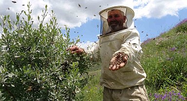 Aşırı yağışlar nedeniyle bal üretemeyen arılar oğul verdi, çıtalar boş kaldı