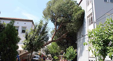Asırlık ağaç polis karakolunun üzerine devrildi