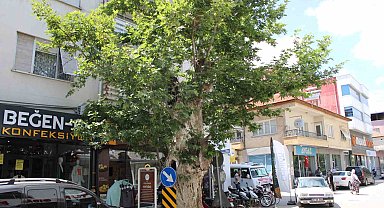 Asırlık çınar ağacının hikayesi duyanların yüreğini dağlıyor