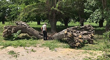 Asırlık dut ağacı ortadan ikiye ayrılıp devrildi