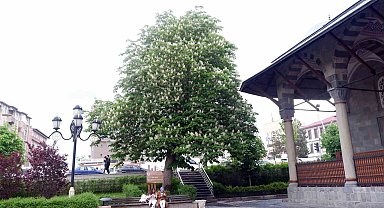 Asırlık kestane ağaçları çiçek açtı