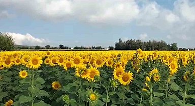 Ayçiçekleri kendini gösterdi, Osmaniye'de ekim alanı genişliyor