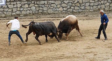 Ayder boğa güreşleri renkli görüntülere sahne oldu