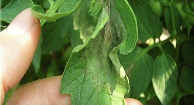 Aydın Tarım ve Orman Müdürlüğü domates üreticilerini uyardı