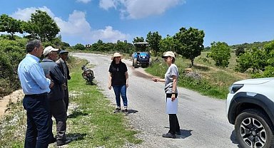Aydın'da 'kestane gal arısı' ile mücadele çalışmaları sürüyor