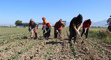 Aydın'da çapa sezonu başladı
