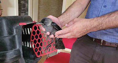 Aydın'da doğa koruma ekiplerinin 'karga' mesaisi