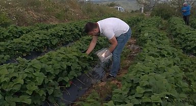 Aydın'da hasat öncesi çilek bahçeleri kontrol edildi