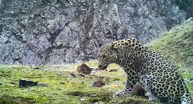 Aydın'da kurulu 100'ün üzerinde fotokapanla Anadolu Parsı aranıyor