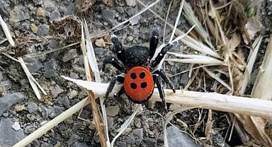 Aydın'da uğur böceği örümceği gündem oldu