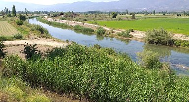 Aydın'da uzun yıllardır görünmeyen su samuru, ölü olarak bulundu