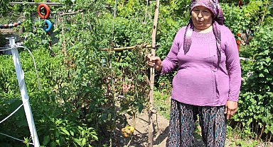 Aydın'da yağışlı havalar domatesi vurdu