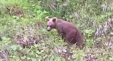 Ayıyı ıslık çalarak çağırdı