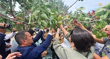 Ayvacık'ta üretilen Antep fıstığı kurulacak tesis ile markalaşacak