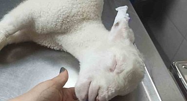 Bacakları ters doğan kuzu Türkiye'de ilk defa yapılan bir ameliyatla tedavi oldu