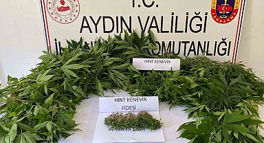 Bahçede kenevir ekimine jandarma baskını: 1 gözaltı